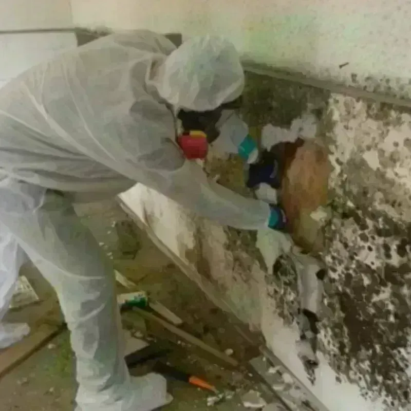 Mold Remediation and Removal in Elmwood, LA